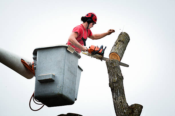 How Our Tree Care Process Works  in  Plantsville, CT